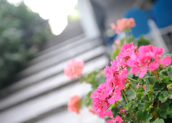 מלון Raffaello 3*